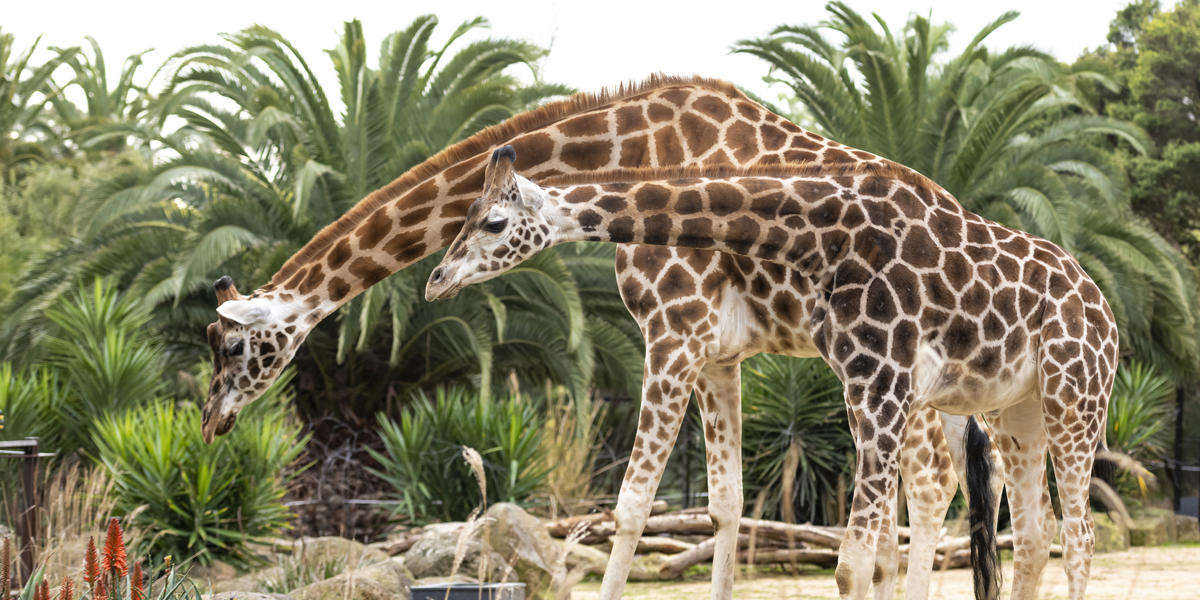 Two Giraffe are standing on yellow sand with lots of green trees behind them. 