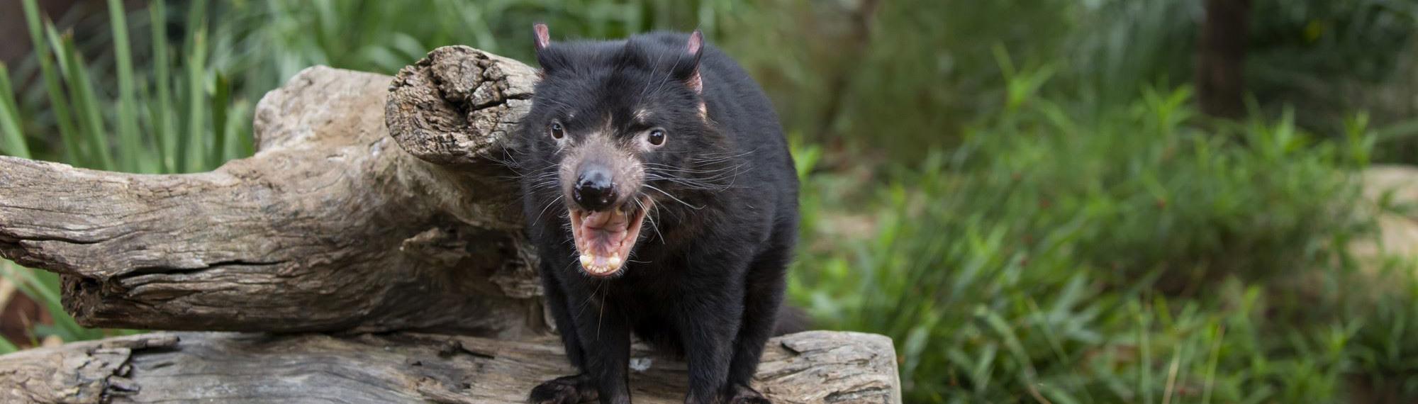 Tasmanian Devil standing on a log with its mouth open showing its sharp teeth. Green bushy terrain in the background.