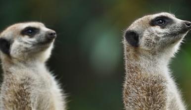 Two small brown meerkats standing straight as they keep watch 