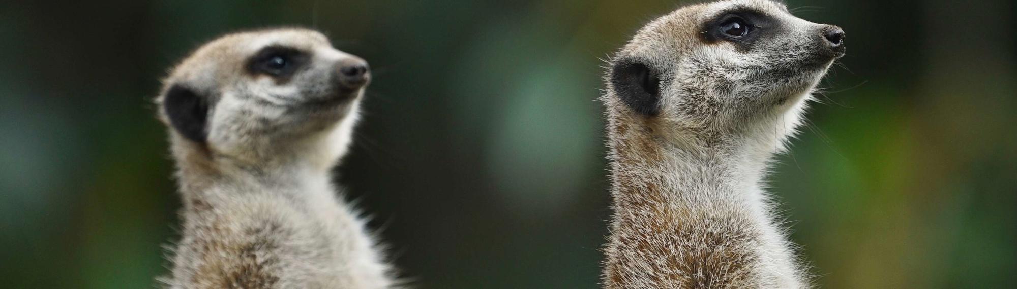 Two small brown meerkats standing straight as they keep watch 