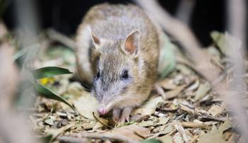 A bandicoot staring at the camera while lying on a bed of sticks and leaves