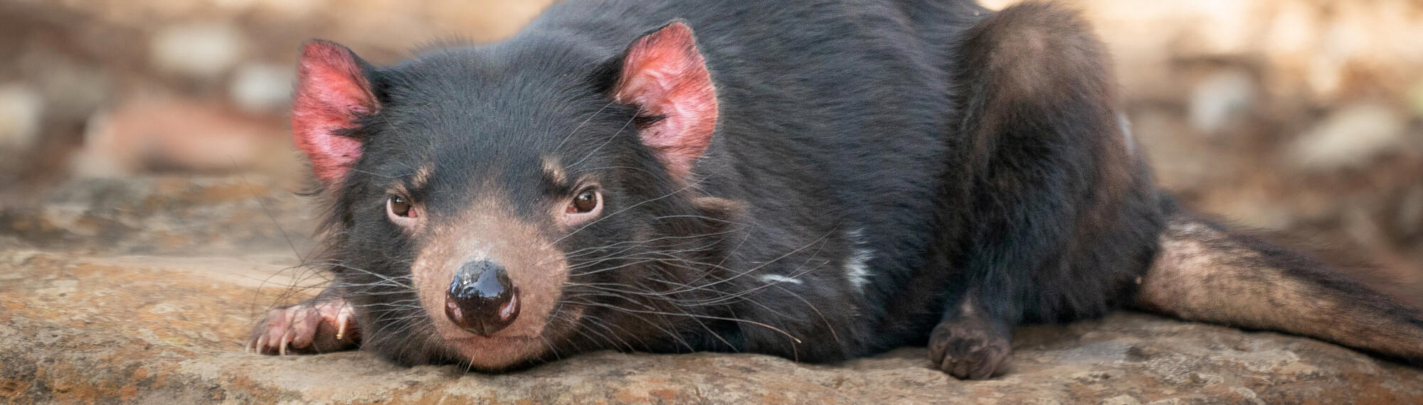 Close up of Tasmanian Devil with black fur, brown eyes and pink ears, crouched down on a rocky surface 