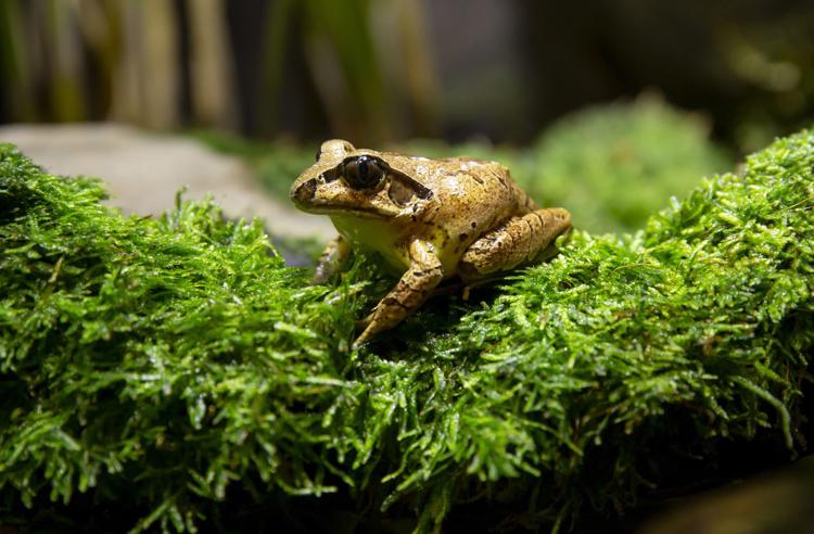 Southern Barred Frog sitting on green moss; frog is a golden brown colour with a black stripe through its eye.