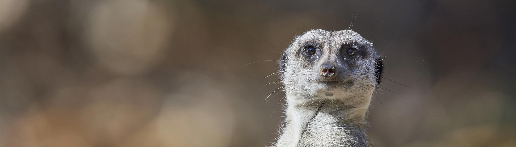 A Meerkat on sentry duty, looking at the camera.