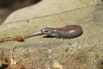 Alpine She-oak Skink lying on a flat, rocky surface in the sun