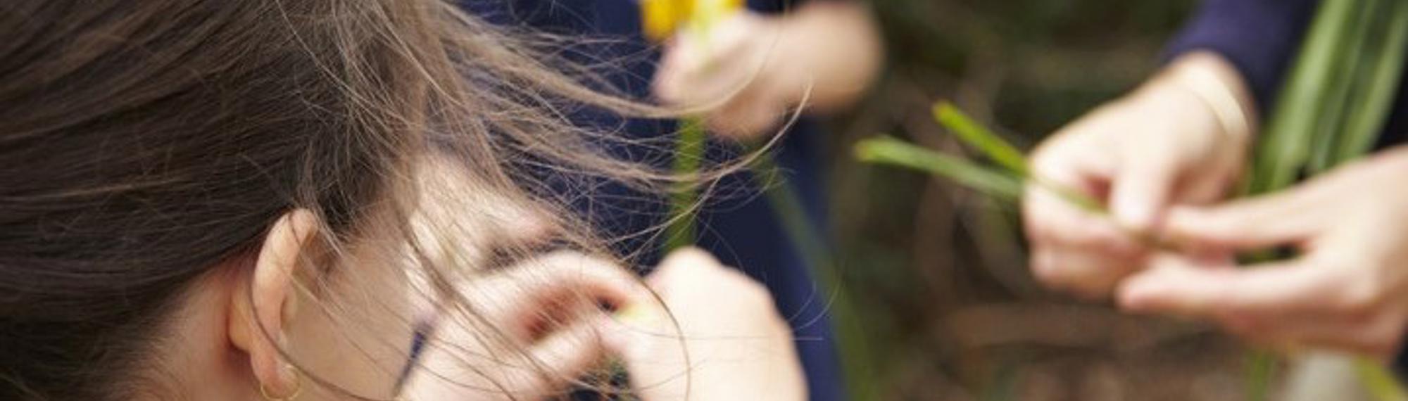 A close up of some hands holding long blades of grass