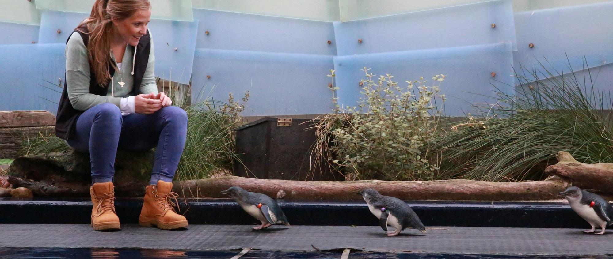 Woman sitting on bench watching three Little Penguins walking nearby.