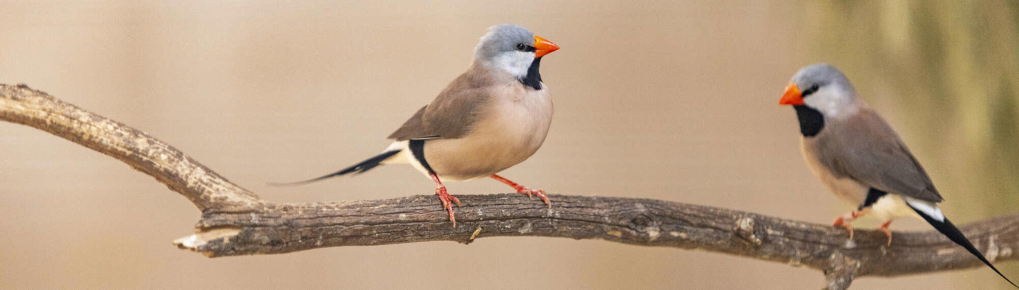 Two Long Tailed Finches on a tree branch