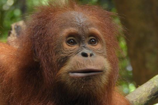 Close up of a baby orangutan looking to the right of the camera