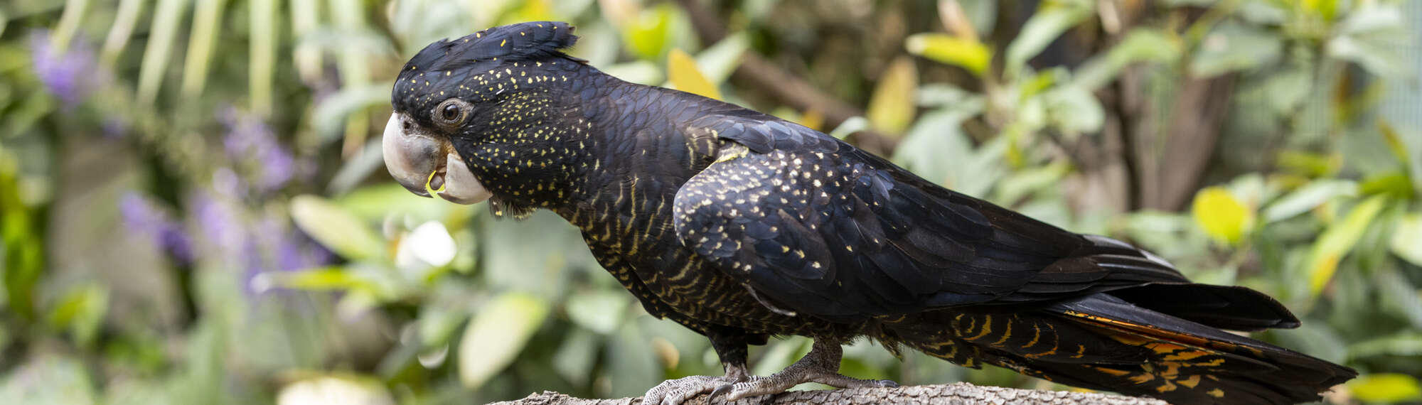 one Red Tailed Black Cockatoo