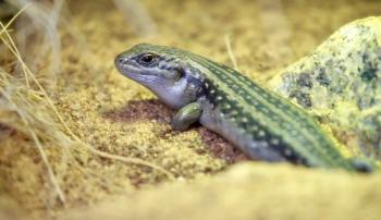 A skink crawling on a sandy ground with a rock on the right