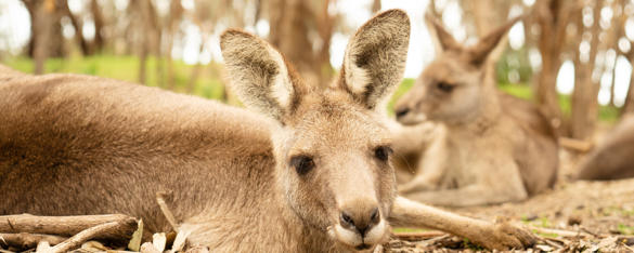 Two Eastern Grey Kangaroos lying down amongst some sticks and bark