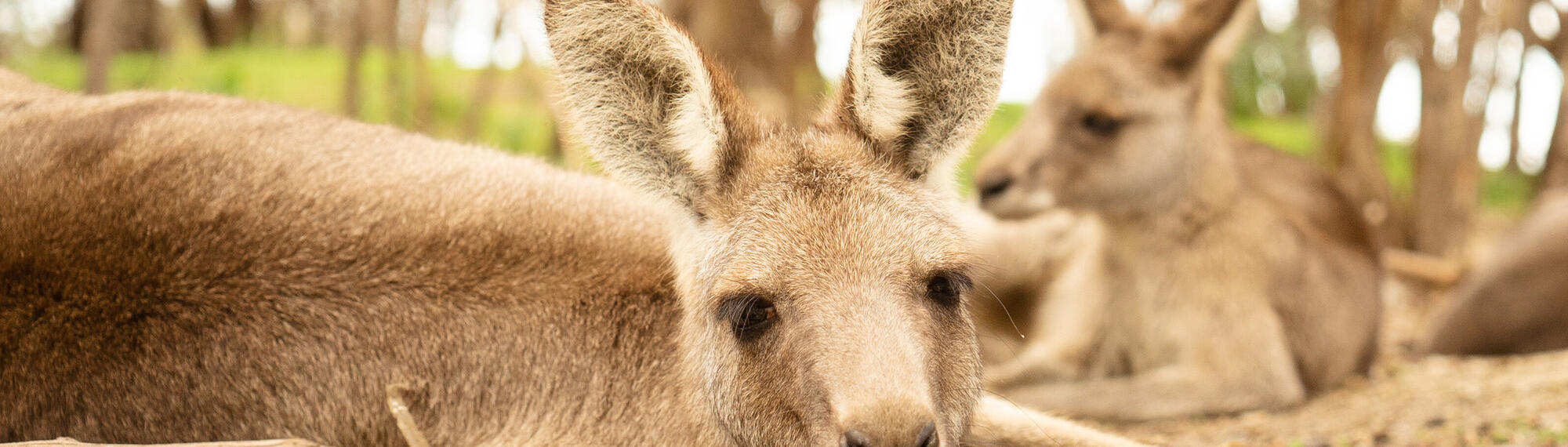 Two Eastern Grey Kangaroos lying down amongst some sticks and bark