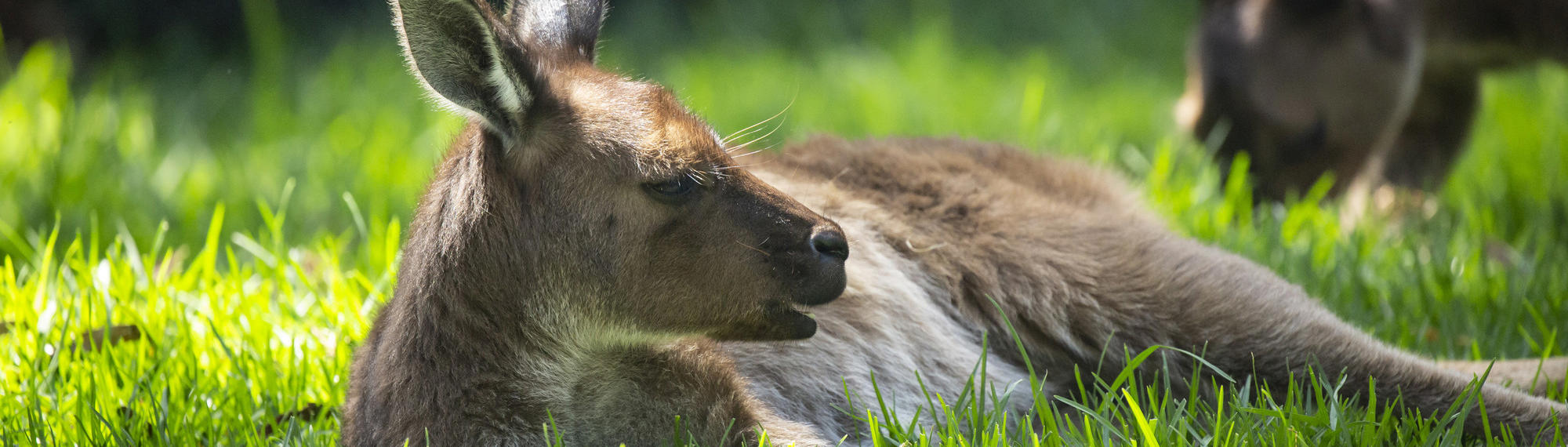 Kangaroo Island Kangaroo laying down in soft green grass. Its looking to the left with its mouth slightly open. Another kangaroo is grazing behind it.