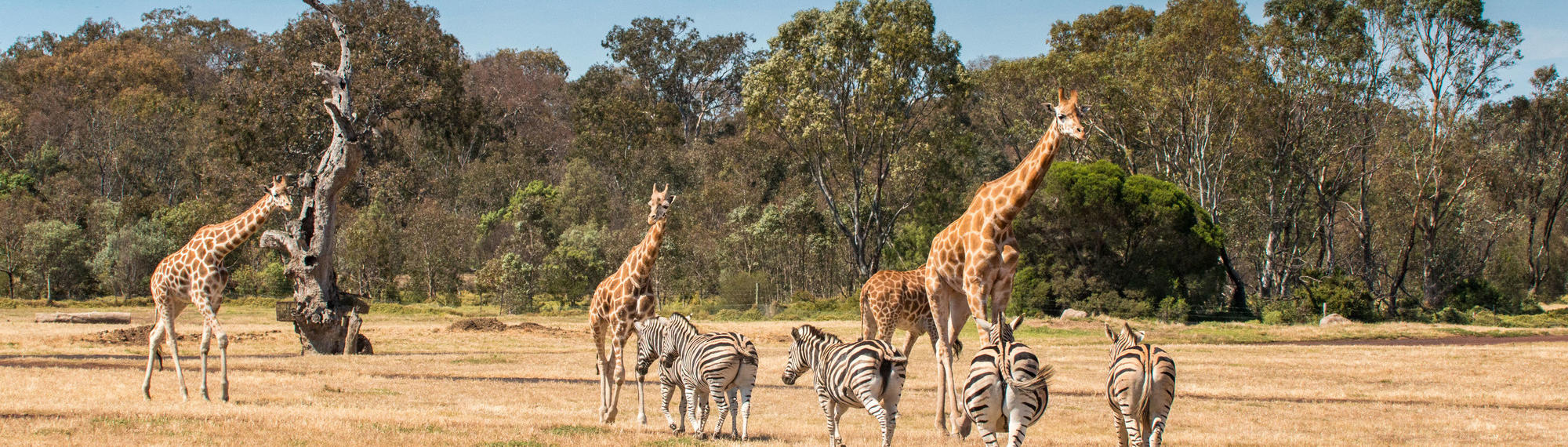 A group of five zebras and four giraffes on the open Savannah at Werribee Open Range Zoo.