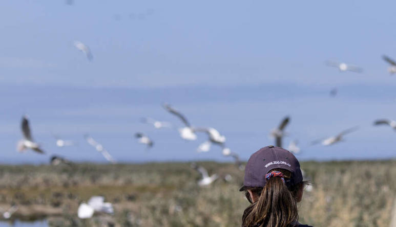 Two Zoos Victoria staff walking near the coast with a flock of seagulls flowing overhead