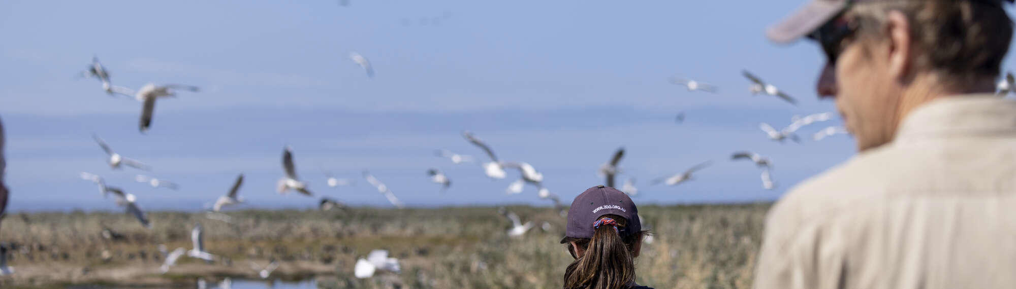 Two Zoos Victoria staff walking near the coast with a flock of seagulls flowing overhead