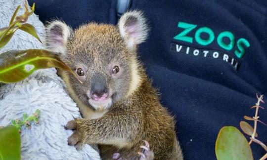 A koala looking at the camera