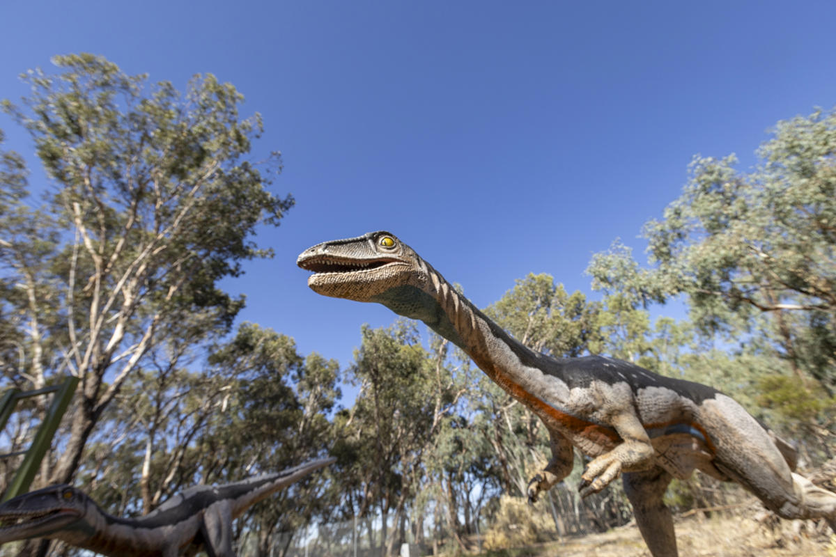 Coelophysis 