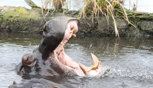 Hippo in water with head coming out of water. Mouth is wide open.