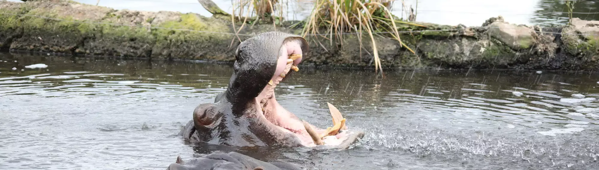 Hippo in water with head coming out of water. Mouth is wide open.