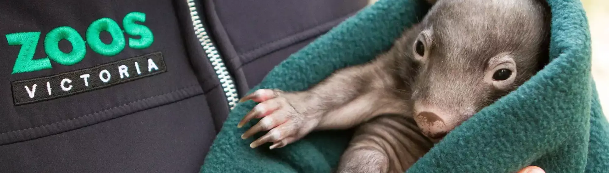 Close up of a wombat wrapped in a blanket