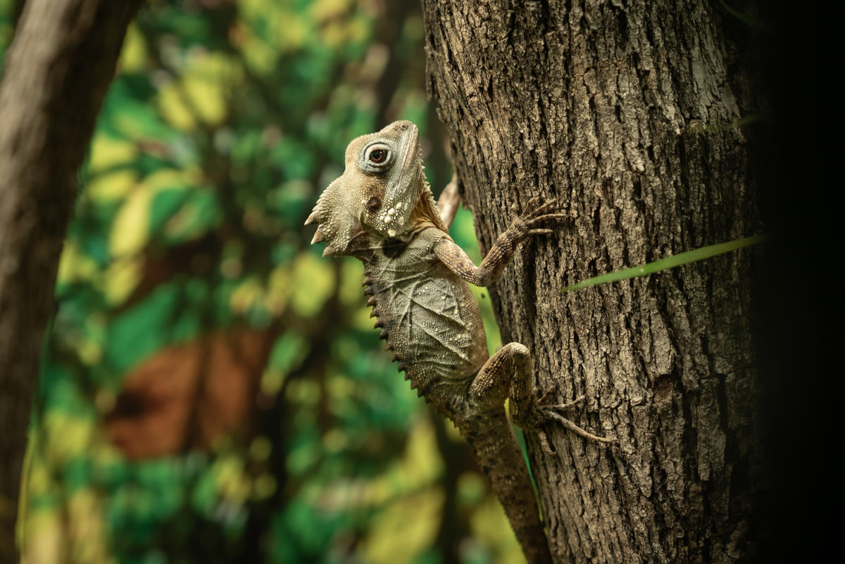 Boyds Forest Dragon