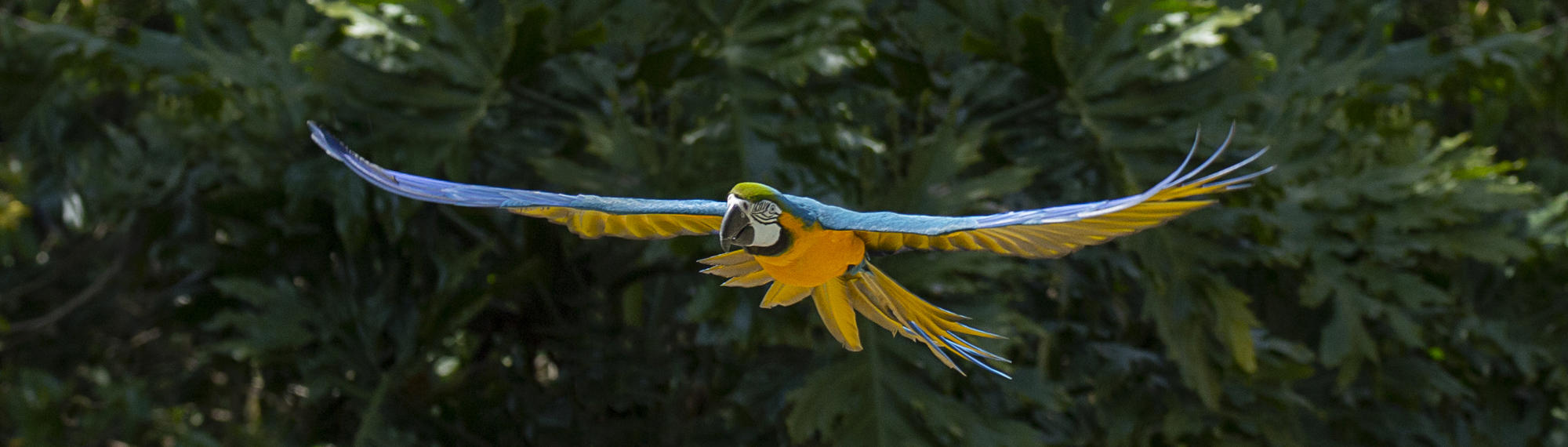 A blue-and-yellow Macaw is flying through the air with its wings spread wide. 