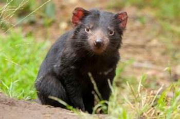 tasmanian devil