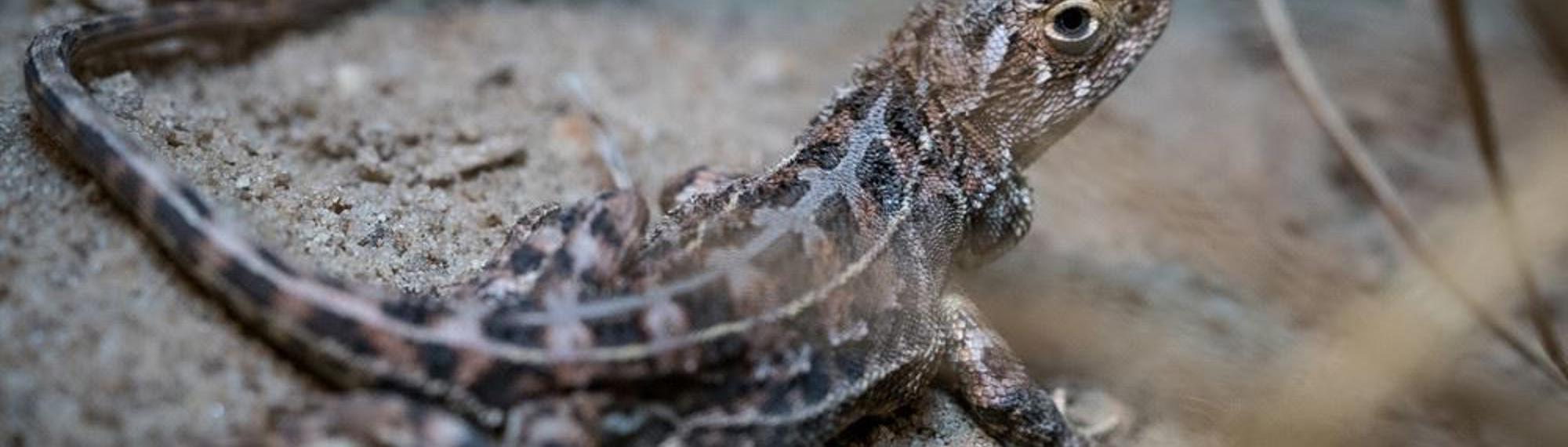 Grassland Earless Dragon lizard side view looking over its right shoulder at the camera.