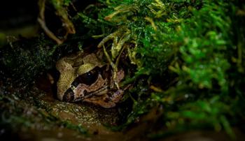 Southern Barred Frog hiding in wet, green moss. Only half of its face can be seen peeking through the moss.