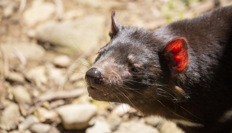 Tasmanian Devil 