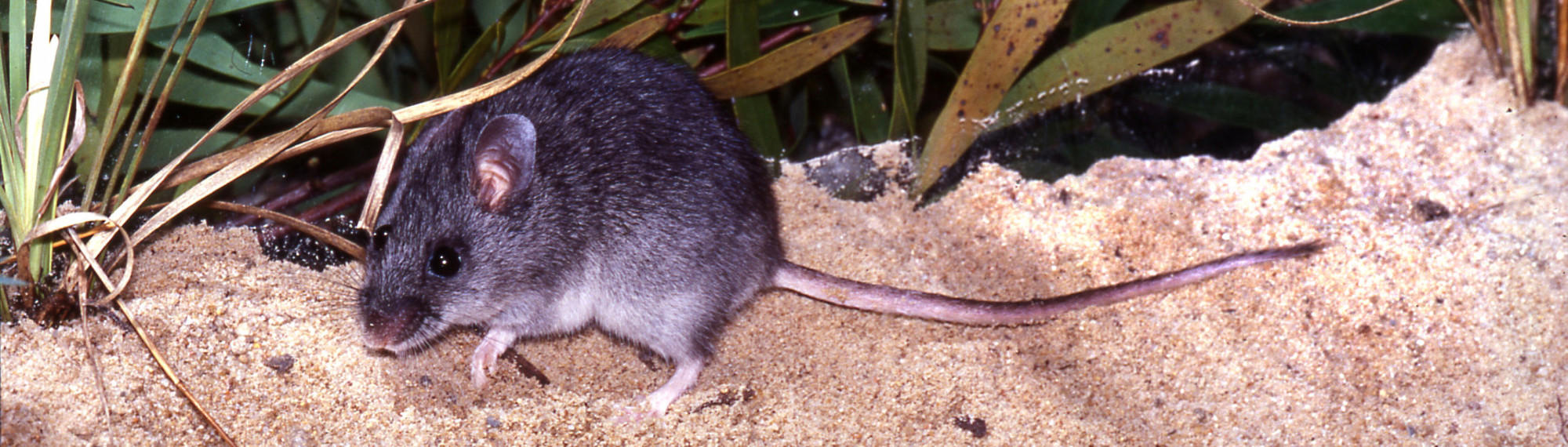 Smoky Mouse in a sandy habitat with grass and leaves in the background.