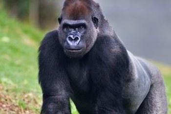 gorilla