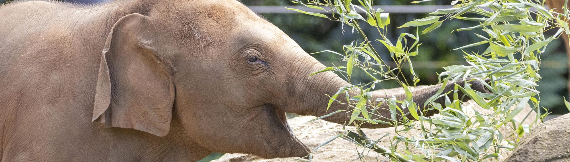 An Asian Elephant calf is using its trunk to eat green grass. 